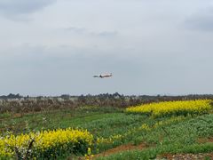-空港花田景区