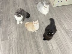 -momokira米努特·德文卷毛猫·棉花面纱犬