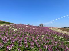 -径山花海