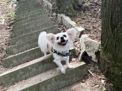 -武陵山森林公园