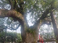 -新安江山水画廊风景区
