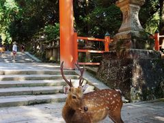 -奈良公园