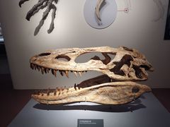 -自贡恐龙博物馆