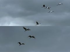 -盐城丹顶鹤湿地生态旅游区