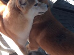 -柴犬高等学院·狗咖·柴犬售卖·宠物训练