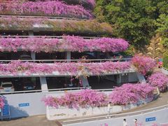 -深圳仙湖植物园