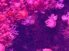 -珠海长隆海洋王国