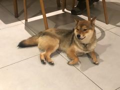 Matcha-柴务处·柴犬主题狗咖