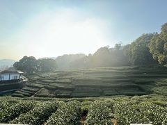 -春娟茶楼·地道农家菜(梅家坞店)