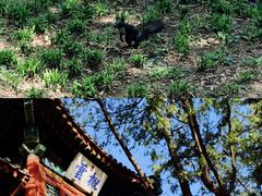 -香山公园