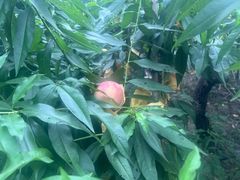 -南汇水蜜桃采摘(大团店)