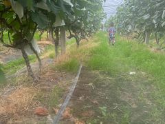 -马陆小张葡萄园农家乐