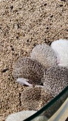 -酷嗒动物文化乐园(cutezoo西溪乐天城店)