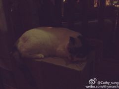 肥猫-江湖边·小生活