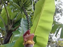 -云溪植物园