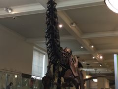 -美国自然历史博物馆