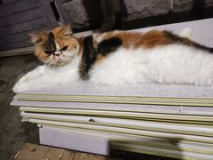 -猫岛主趣味餐厅(鼓浪屿店)