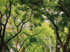 -北京国子监胡同