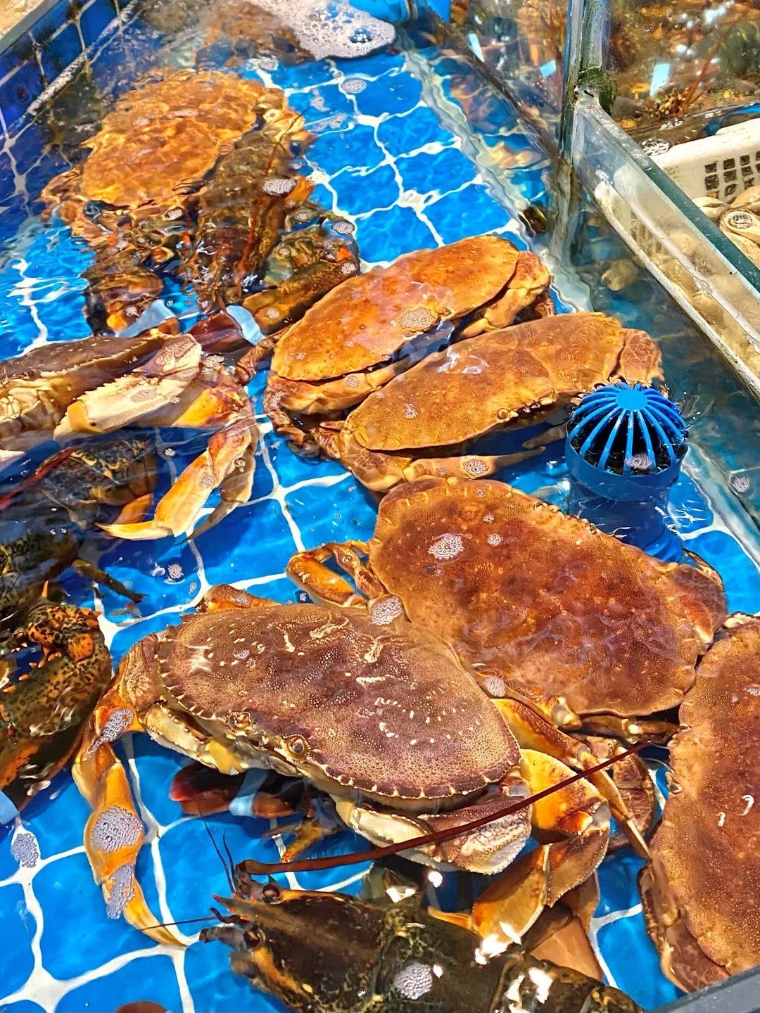 不懂就问,这是面包蟹吗?为什么这么贵