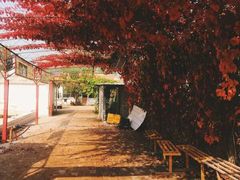 iphone_upload_pic-开心庄园
