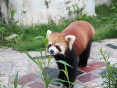 -灵玲国际马戏城