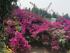 -紫颐香薰山谷景区