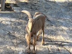 -石家庄市动物园