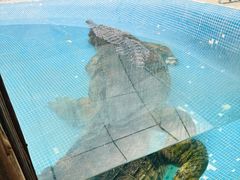 -广州长隆飞鸟乐园