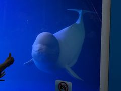 -大连圣亚海洋世界