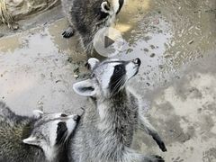 -石家庄市动物园