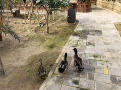 -呀路古热带植物园