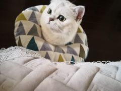 -米苏动物医院·犬猫专科·骨科外科内窥镜