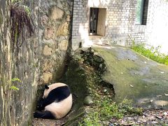 -都江堰中华大熊猫苑