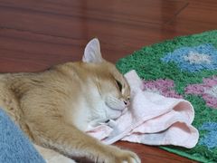 -欣宠猫屋·矮脚拿破仑·蓝金金渐层