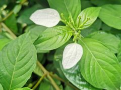 -广西壮族自治区药用植物园