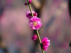 -雨花胜境
