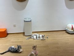 -1013 PET SHOP精品宠物商店(丁香店)