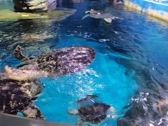 -烟台海昌鲸鲨海洋公园