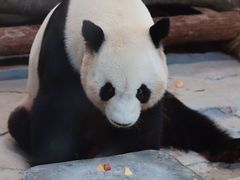 -灵玲国际马戏城