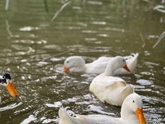 -唐城墙遗址公园