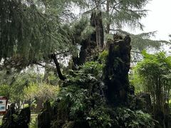 -望江楼公园