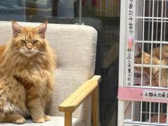 -藏猫猫咖啡主题馆(中央大道店)