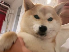 -南京Hallo宠物乐园·哈罗犬舍·柴犬繁育基地
