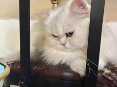 -松果猫咖(桐乡吾悦金街店)