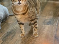 -爱侣宠医·鹦鹉专科·小型哺乳类·异宠专科(灵石路店)