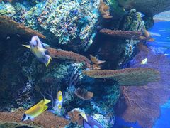 -上海海洋水族馆