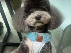 -心仪动物医院·牙专科·肿瘤·心脏科(西客站院)