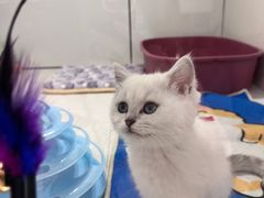 -1013 PET SHOP精品宠物商店(丁香店)