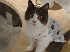 -more than meow吴止猫主题餐厅(承德 中船汇店)