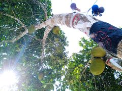 -西双版纳原始森林公园